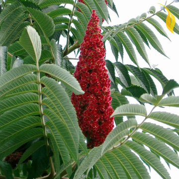 Sumac Seeds – Staghorn