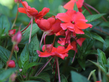 Double Impatiens Seeds – Flower Plant