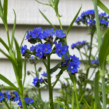 Blue Angel Anchusa Seeds – Flower Plant