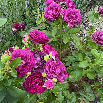 Rosa Seeds – Twilight Zone