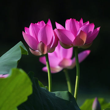 Lotus Seeds –  Bonsai