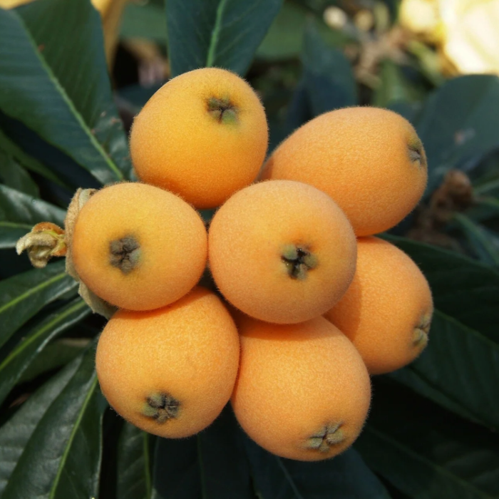 Container Loquat Tropical Loquat Seeds | Loquat Fruit Tree Planting Seeds