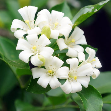 Orange Jessamine Seeds – Fragran