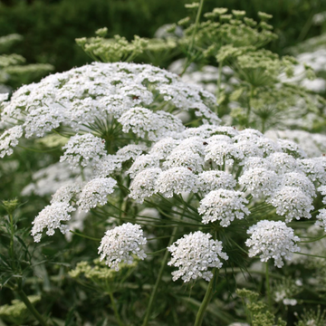 Queen Anne's Lace Seeds – Wildflower