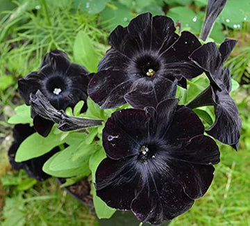 Petunia Seeds – Black Velvet