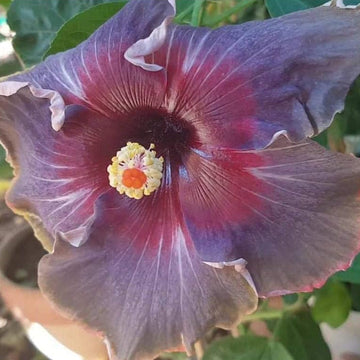 Black Pink Purple Hibiscus Seeds – Flower Plant
