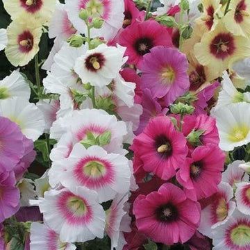 Hollyhock Seeds – Mixed