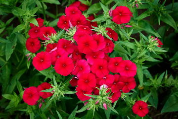 Phlox Seeds – Drummond