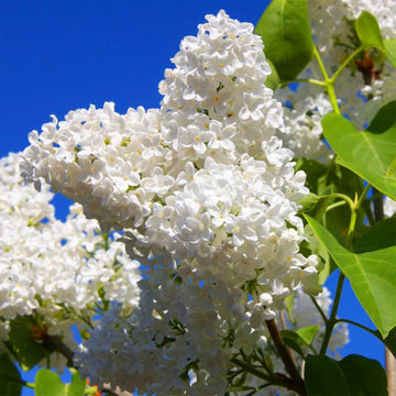 Lilac Seeds – White