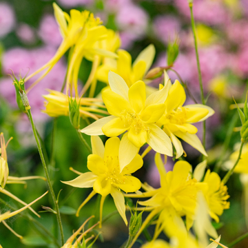 Bright Yellow Aquilegia Seeds – Flower Plant