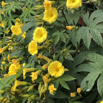 Hawaiian Woodrose Merremia Tuberosa Seeds – Flower Plant
