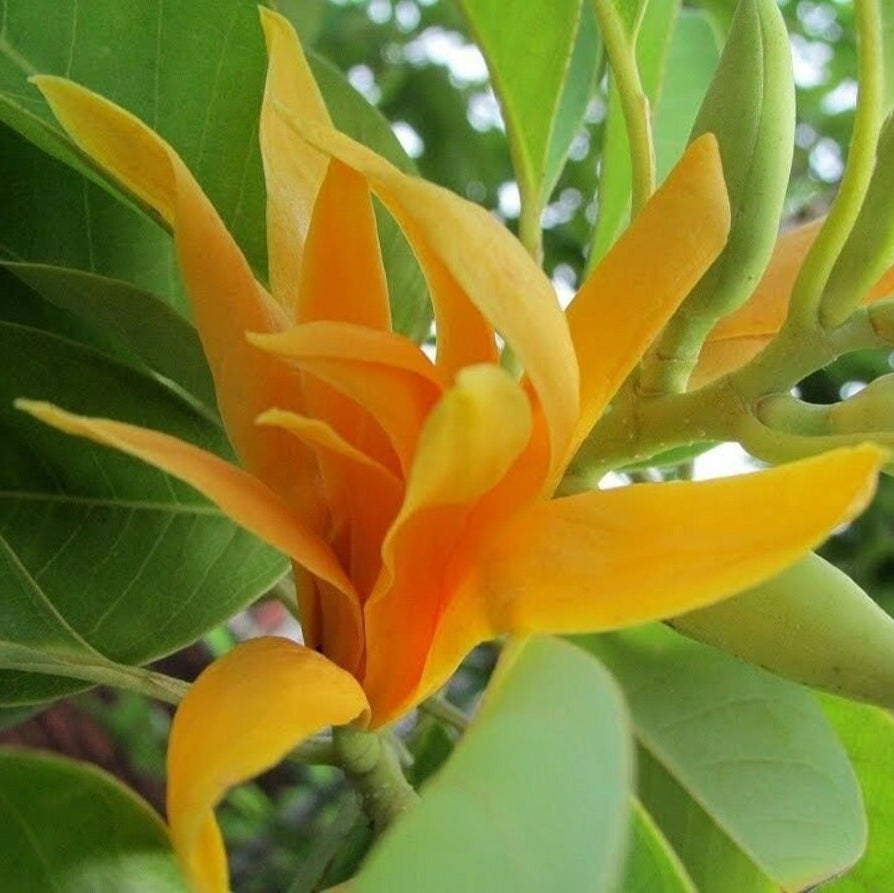 Chumpaka Champaca Magnolia Seeds | Ornamental Garden Tree Seeds