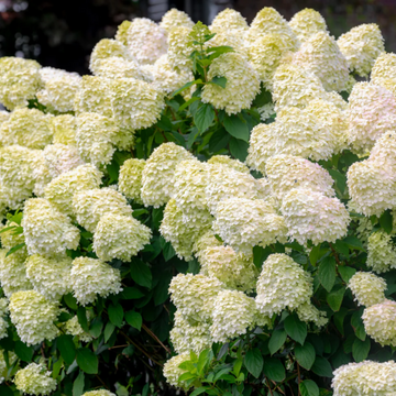 Hydrangea Paniculata Seeds - Flower Plant