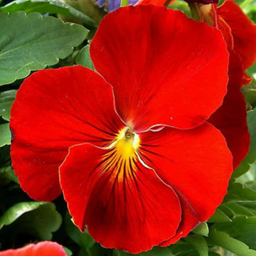 Pansy Seeds – Red