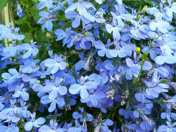 Lobelia Seeds – Sky Blue
