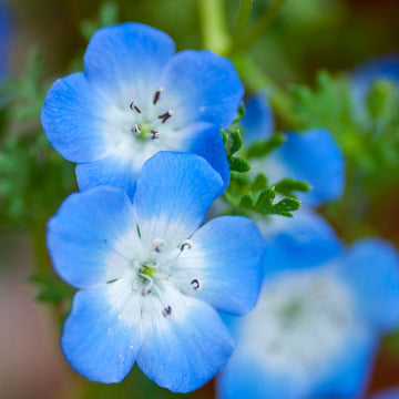 Nemophila Seeds – Baby Blue Eyes