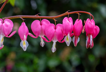 Dicentra Spectabilis Bleeding Heart Seeds – Flower Plant