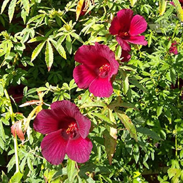 Hibiscus Kenaf Seeds – Flower Plant
