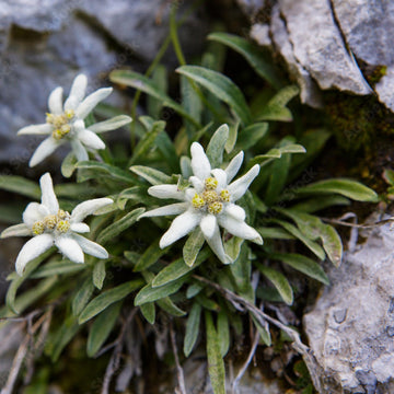 Alpine Star Edelweiss Seeds – Flower Plant
