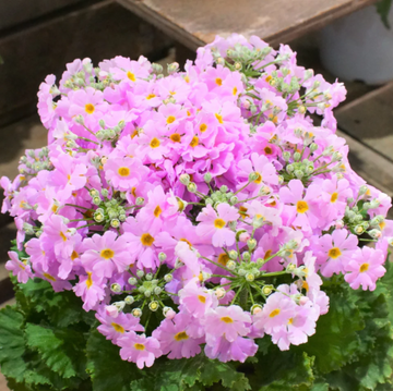 Primula Seeds – Malacoides