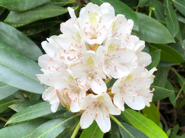 Rhododendron Seeds – Rosebay
