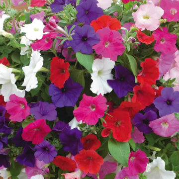 Petunia Seeds – Hybrid Mixed