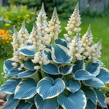 Hosta Seeds –  Blue