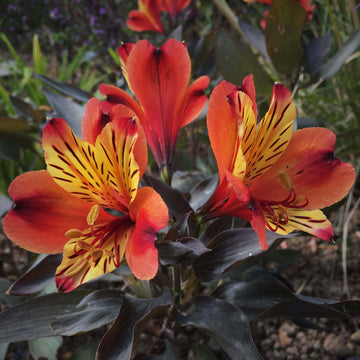 Alstroemeria Seeds – Garden