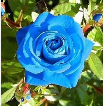 Rose Seeds – Blue