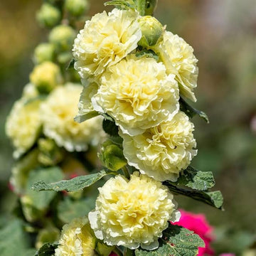 Hollyhock Seeds – Yellow