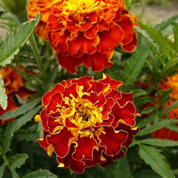 Marigold Seeds – Safari Scarlet