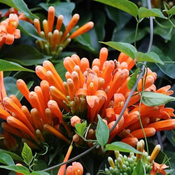 Pyrostegia Venusta Seeds – Orange