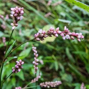 Smartweed Seeds – Pink