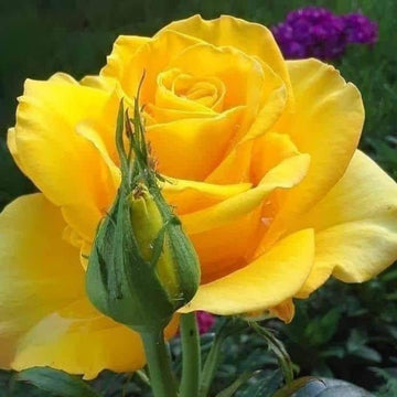 Rose Seeds – Yellow