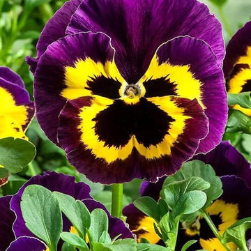 Pansy Seeds – Dark Purple Yellow