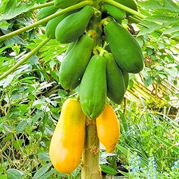 Papaya Seeds – Pusa Delicious