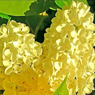 Lilac Seeds – Yellow