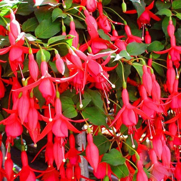 Double Red Fuchsia Seeds - Flower Plant