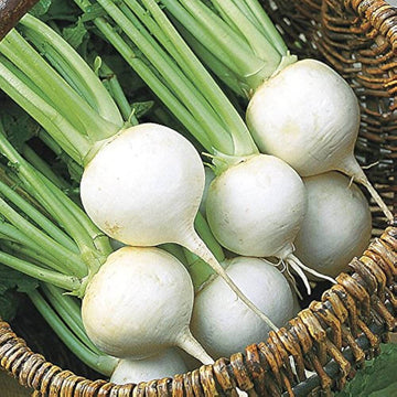 White Turnip Seeds – Vegetable Plant
