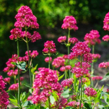 Jupiter's Beard Seeds – Red