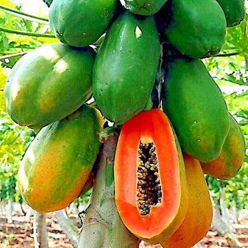 Papaya Seeds – Red Lady 786