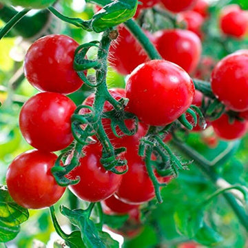 Tomato Seeds – Multi