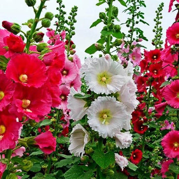 Hollyhock Seeds – Giant Danish Mix