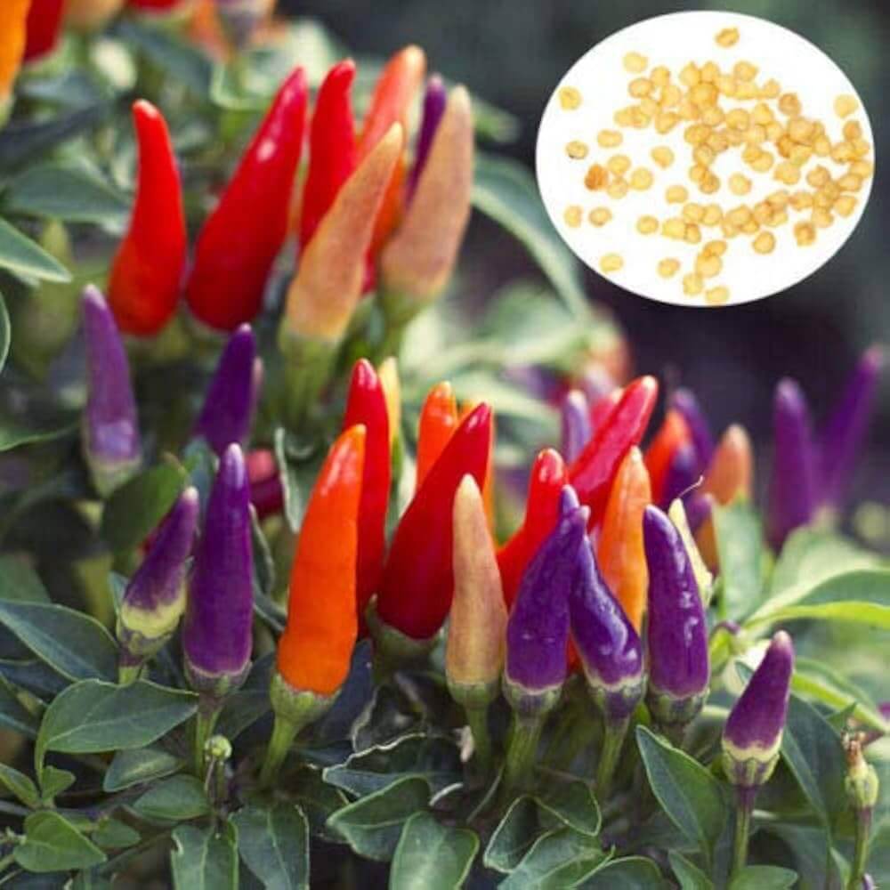 Violet Color Chilli Violet Red Chilli Seeds | Hot Pepper Plant