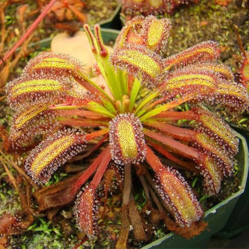 Sundew Seeds – Drosera Capensis