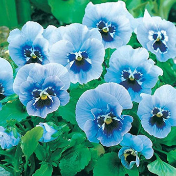 Joker Light Blue Pansy Seeds
