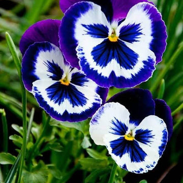 Pansy Seeds – Blue & White