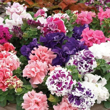 Petunia Seeds –  Double Petal Light Violet