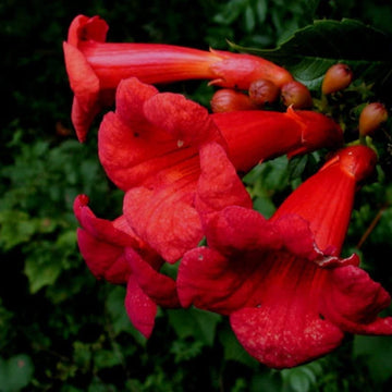 Hummingbird Trumpet Vine Seeds –  Dark Red
