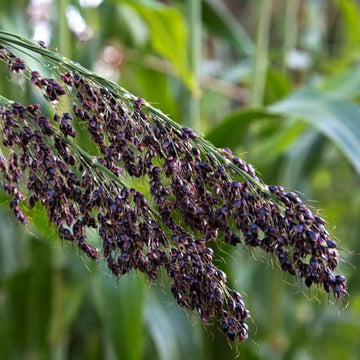 Sorghum Seeds – Black